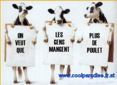 Les vaches