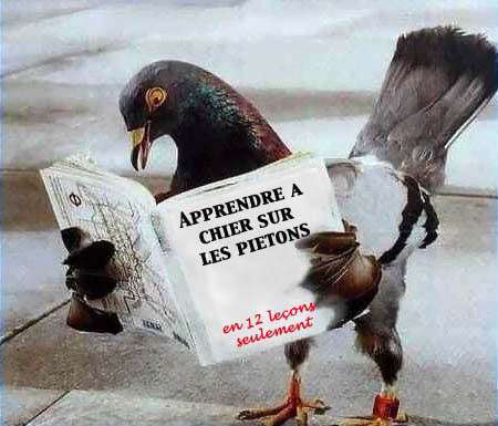 L'art de chier sur les piétons ( 1er volume )