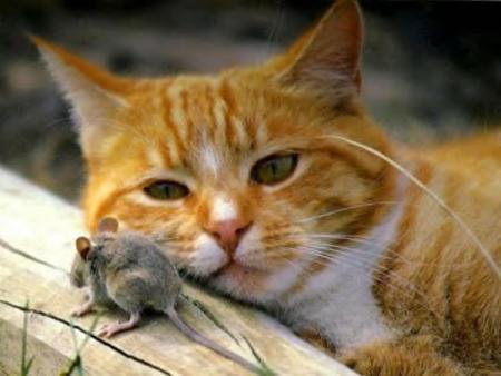 Chat