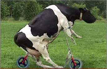 Vive les vaches