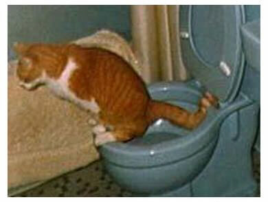 Chat poli