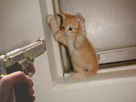 Haut les pattes !