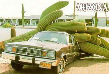 Cactus