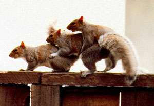 Les animaux