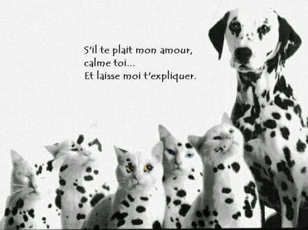 dalmatien