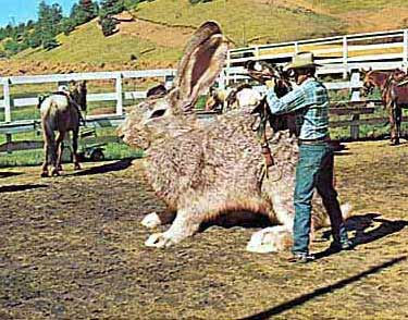 Lapin de cho