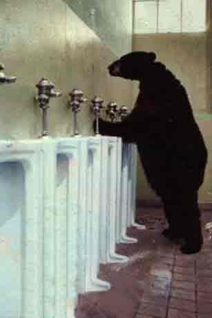 Les ours